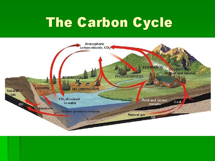 The Carbon Cycle 