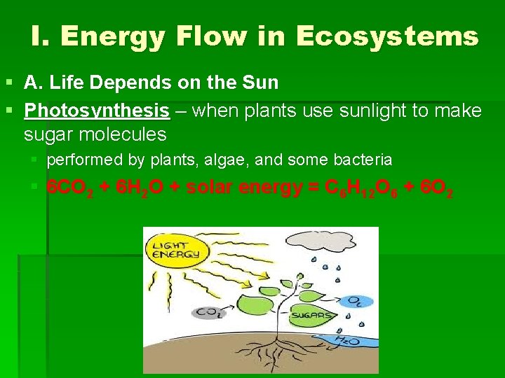 I. Energy Flow in Ecosystems § A. Life Depends on the Sun § Photosynthesis