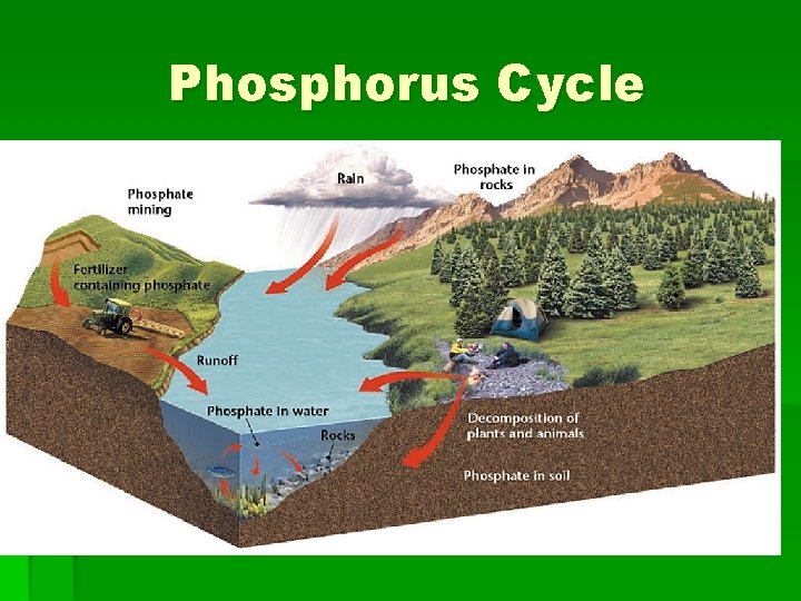 Phosphorus Cycle 