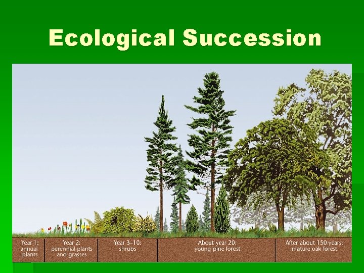 Ecological Succession 