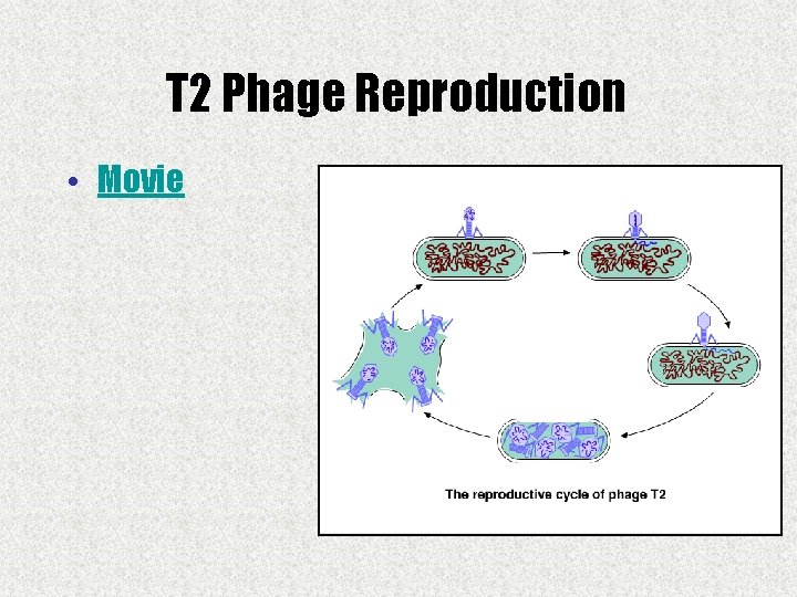 T 2 Phage Reproduction • Movie 