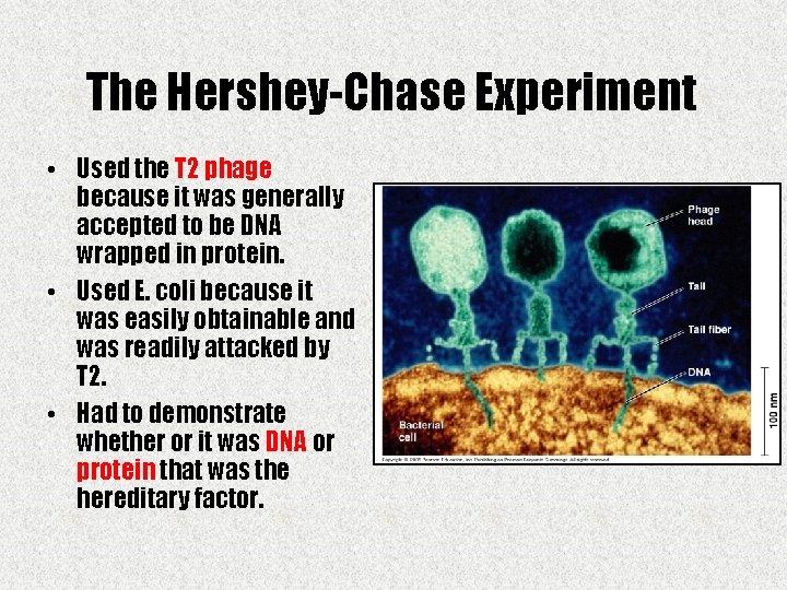 The Hershey-Chase Experiment • Used the T 2 phage because it was generally accepted