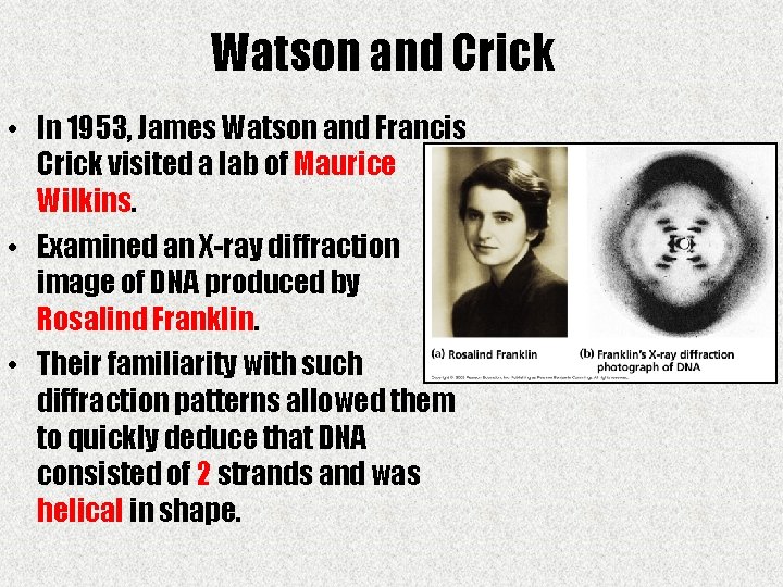 Watson and Crick • In 1953, James Watson and Francis Crick visited a lab