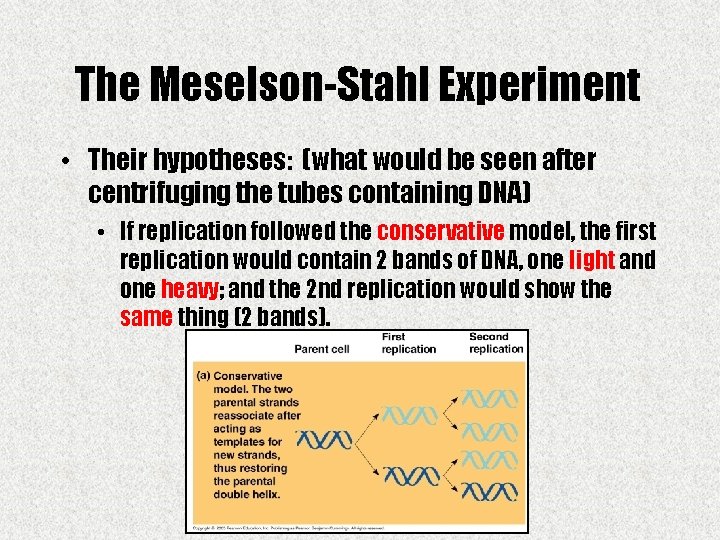 The Meselson-Stahl Experiment • Their hypotheses: (what would be seen after centrifuging the tubes