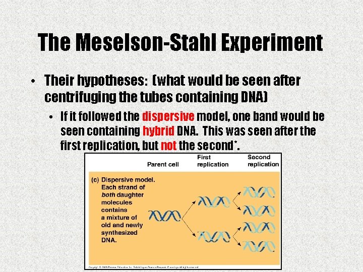 The Meselson-Stahl Experiment • Their hypotheses: (what would be seen after centrifuging the tubes