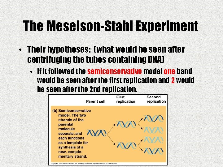 The Meselson-Stahl Experiment • Their hypotheses: (what would be seen after centrifuging the tubes