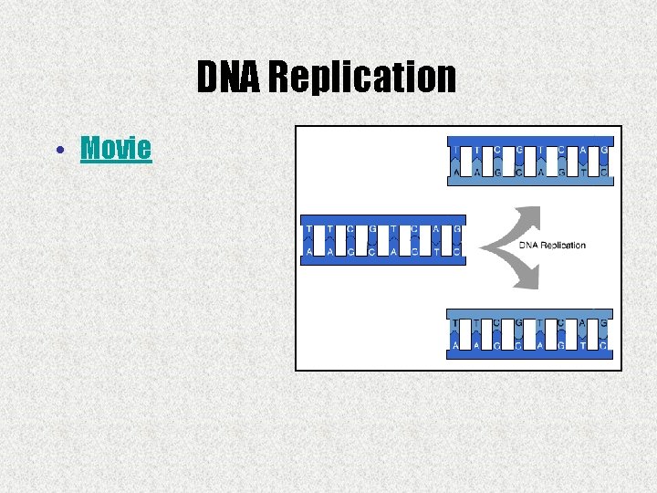 DNA Replication • Movie 
