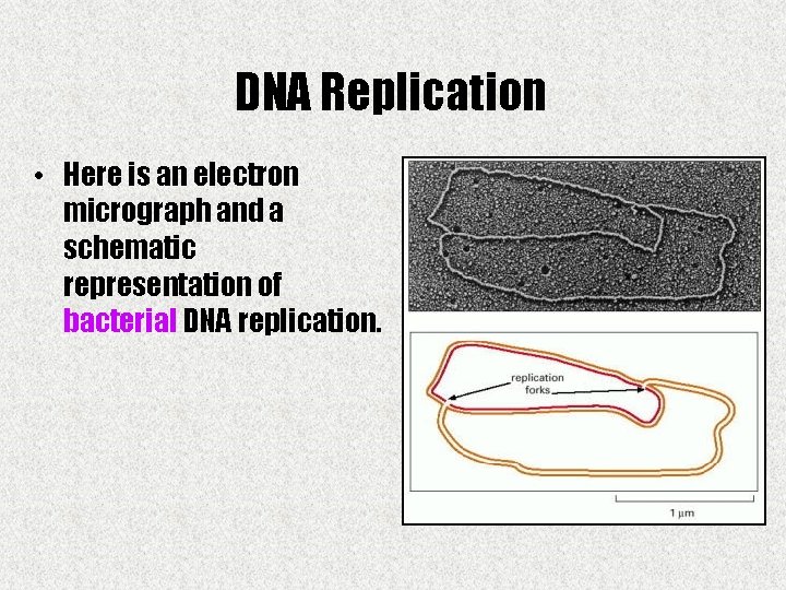 DNA Replication • Here is an electron micrograph and a schematic representation of bacterial