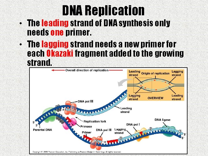 DNA Replication • The leading strand of DNA synthesis only needs one primer. •