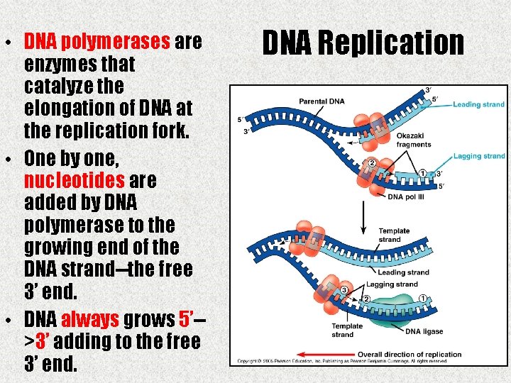  • DNA polymerases are enzymes that catalyze the elongation of DNA at the