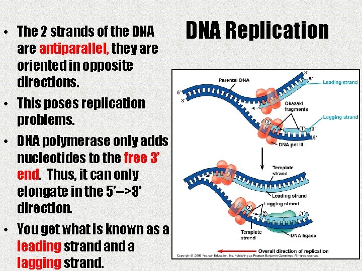  • The 2 strands of the DNA are antiparallel, they are oriented in