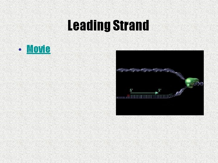 Leading Strand • Movie 