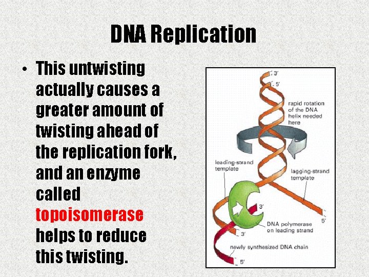 DNA Replication • This untwisting actually causes a greater amount of twisting ahead of