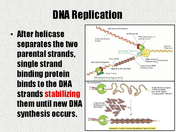 DNA Replication • After helicase separates the two parental strands, single strand binding protein