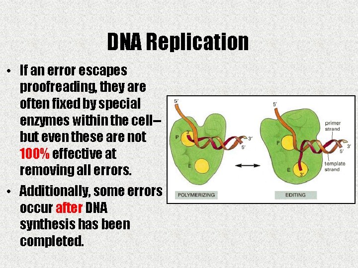 DNA Replication • If an error escapes proofreading, they are often fixed by special