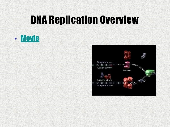 DNA Replication Overview • Movie 