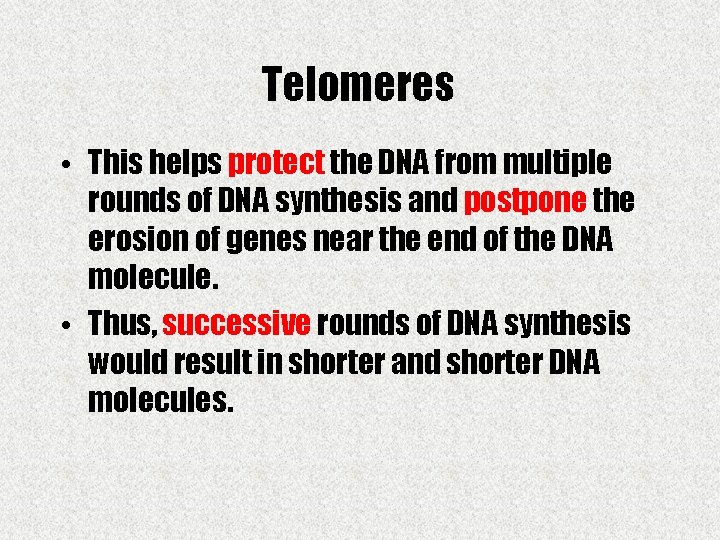 Telomeres • This helps protect the DNA from multiple rounds of DNA synthesis and