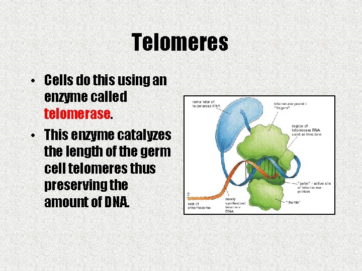 Telomeres • Cells do this using an enzyme called telomerase. • This enzyme catalyzes