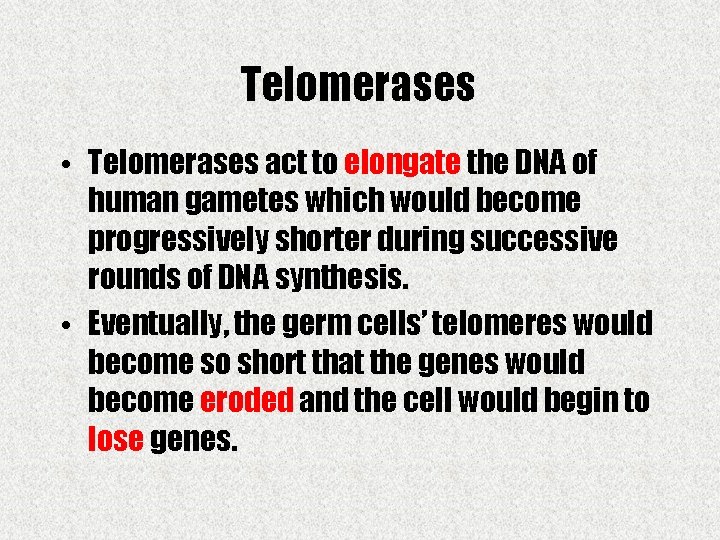 Telomerases • Telomerases act to elongate the DNA of human gametes which would become