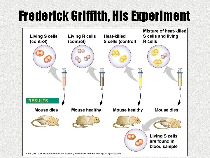 Frederick Griffith, His Experiment 