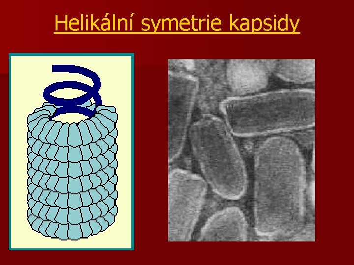 Helikální symetrie kapsidy 