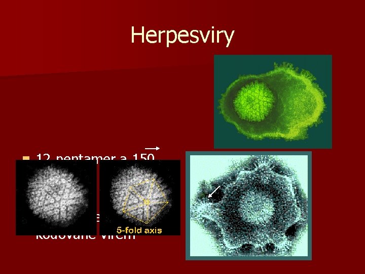Herpesviry 12 pentamer a 150 hexamer n obalené n glykoproteiny kódované virem n 