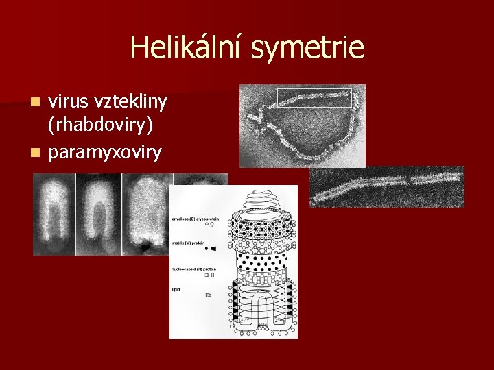 Helikální symetrie virus vztekliny (rhabdoviry) n paramyxoviry n 