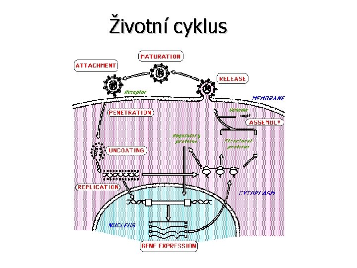 Životní cyklus 