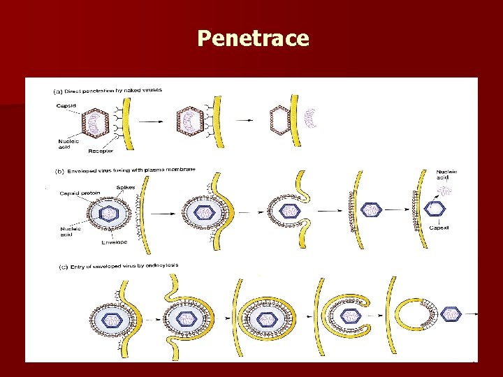 Penetrace 