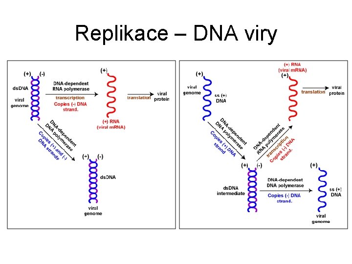 Replikace – DNA viry 