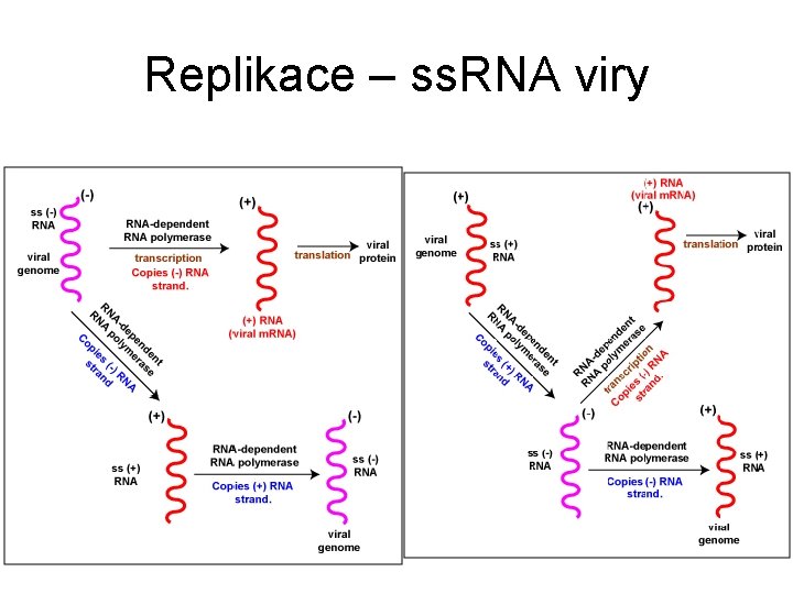 Replikace – ss. RNA viry 