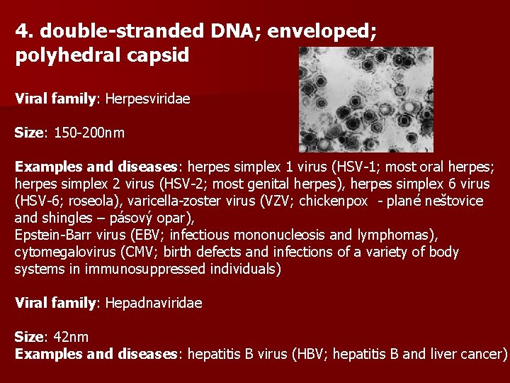 4. double-stranded DNA; enveloped; polyhedral capsid Viral family: Herpesviridae Size: 150 -200 nm Examples
