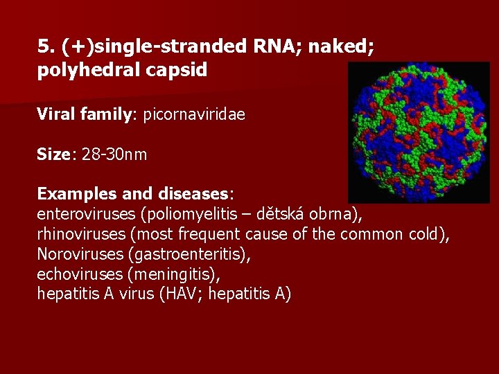 5. (+)single-stranded RNA; naked; polyhedral capsid Viral family: picornaviridae Size: 28 -30 nm Examples