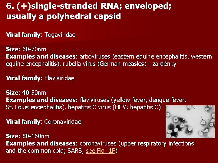 6. (+)single-stranded RNA; enveloped; usually a polyhedral capsid Viral family: Togaviridae Size: 60 -70