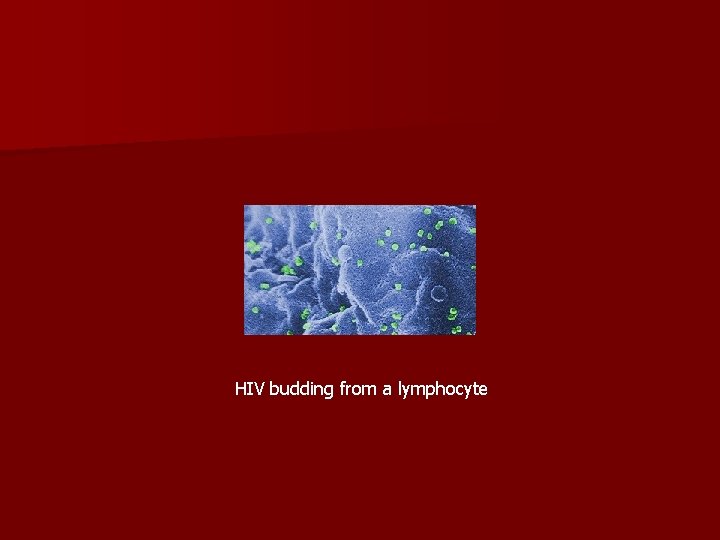 HIV budding from a lymphocyte 