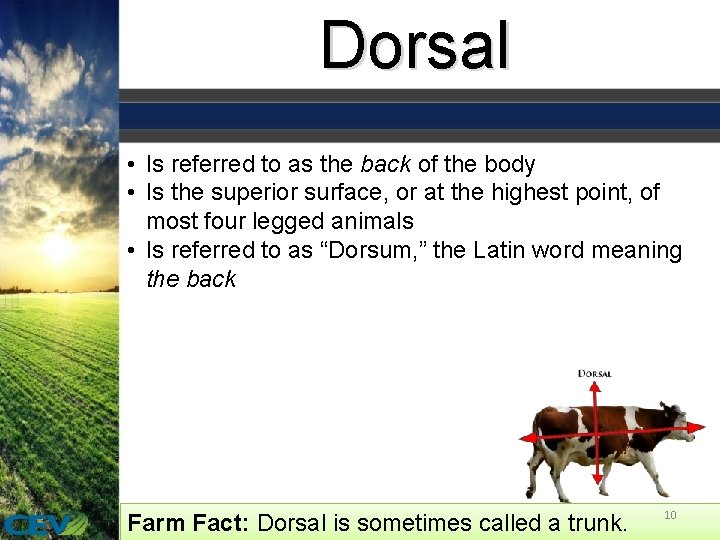 Dorsal • Is referred to as the back of the body • Is the