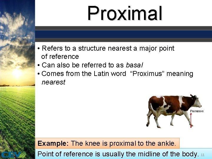 Proximal • Refers to a structure nearest a major point of reference • Can
