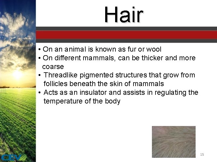 Hair • On an animal is known as fur or wool • On different