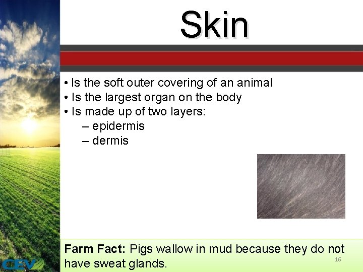 Skin • Is the soft outer covering of an animal • Is the largest