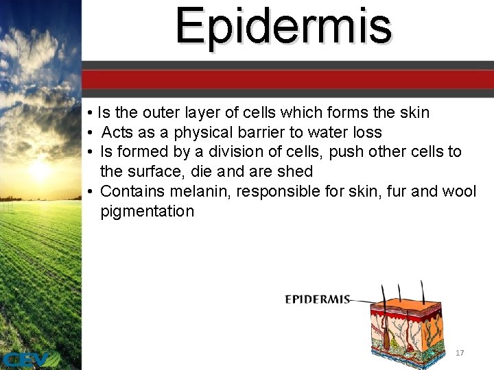 Epidermis • Is the outer layer of cells which forms the skin • Acts