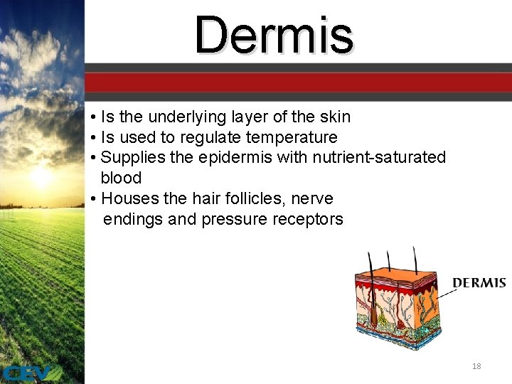 Dermis • Is the underlying layer of the skin • Is used to regulate