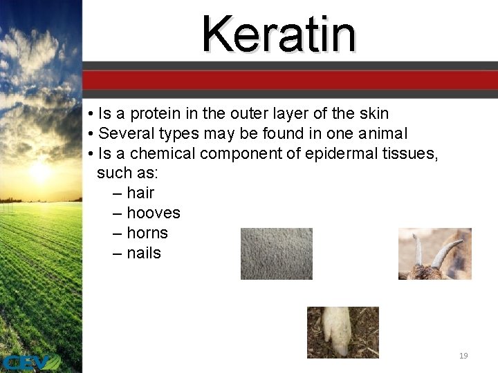 Keratin • Is a protein in the outer layer of the skin • Several