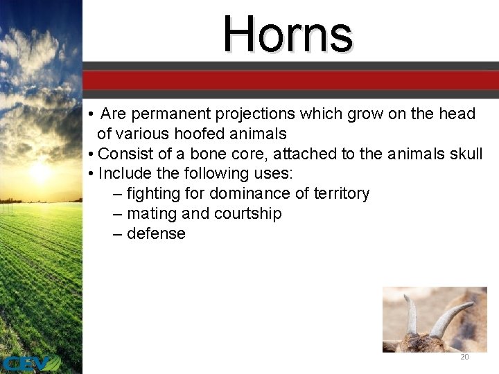 Horns • Are permanent projections which grow on the head of various hoofed animals