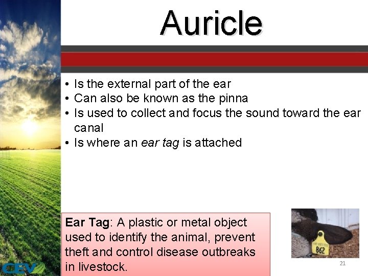 Auricle • Is the external part of the ear • Can also be known