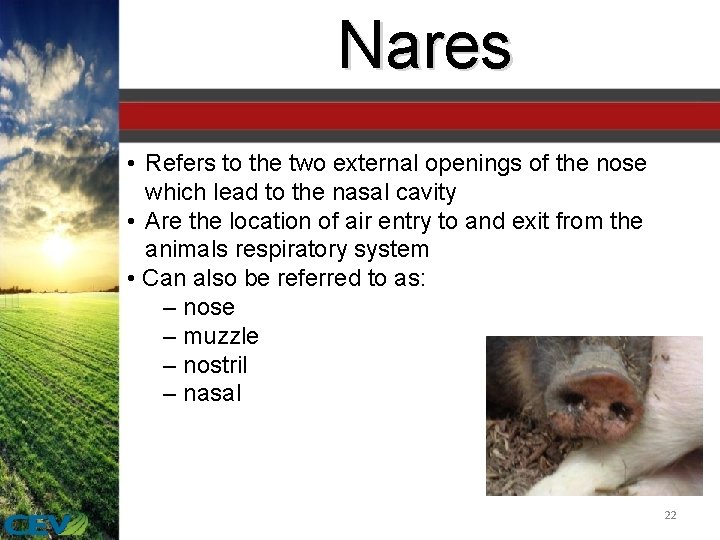 Nares • Refers to the two external openings of the nose which lead to