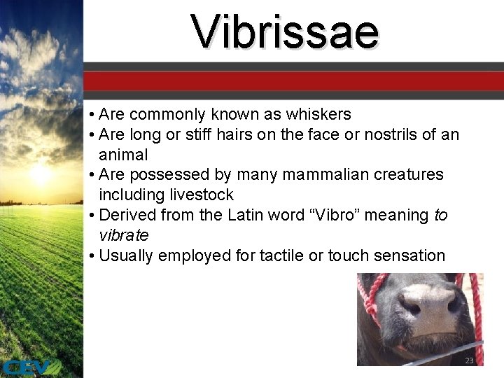 Vibrissae • Are commonly known as whiskers • Are long or stiff hairs on