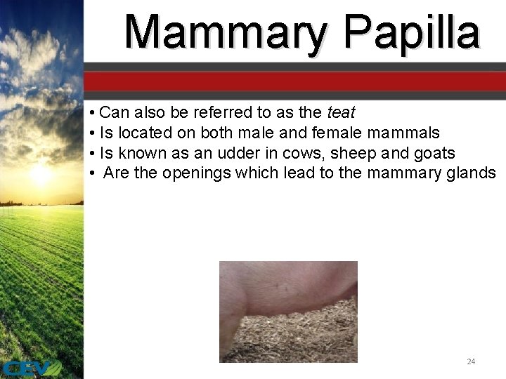 Mammary Papilla • Can also be referred to as the teat • Is located