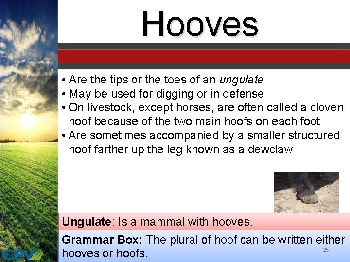Hooves • Are the tips or the toes of an ungulate • May be