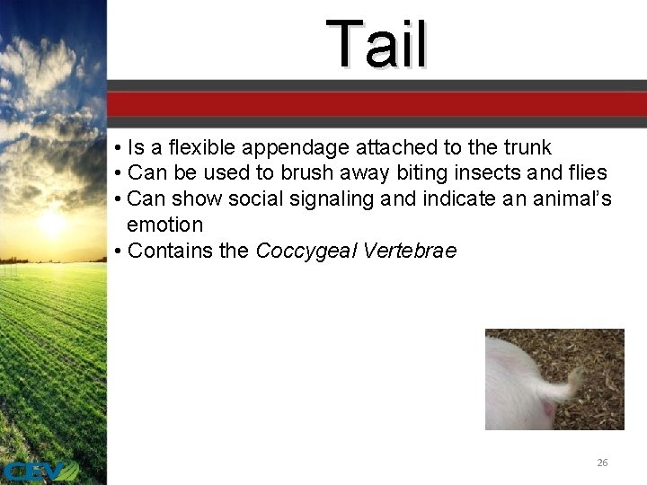 Tail • Is a flexible appendage attached to the trunk • Can be used