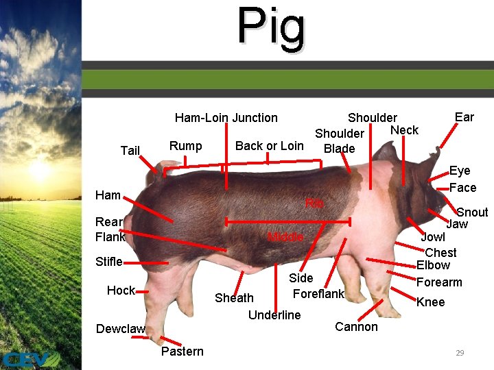 Pig Ham-Loin Junction Tail Rump Shoulder Neck Shoulder Back or Loin Blade Ear Eye